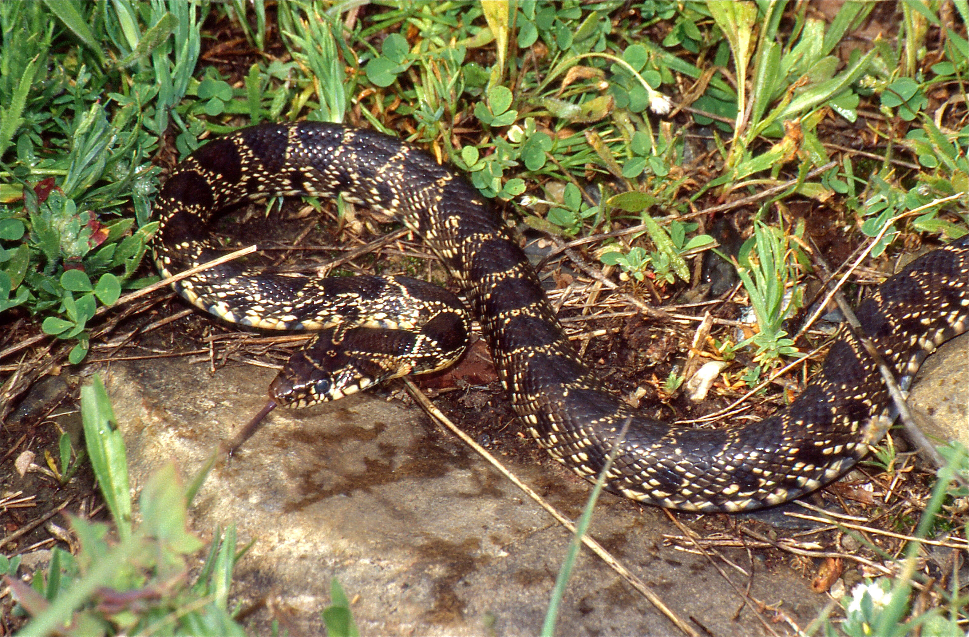 Sivun Hemorrhois hippocrepis (Linnaeus 1758) kuva