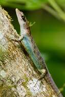 Image of Samoa Skink