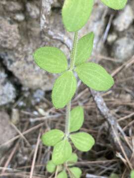 Image of Galium scabrum L.