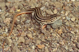 Imagem de Acanthodactylus erythrurus (Schinz 1833)