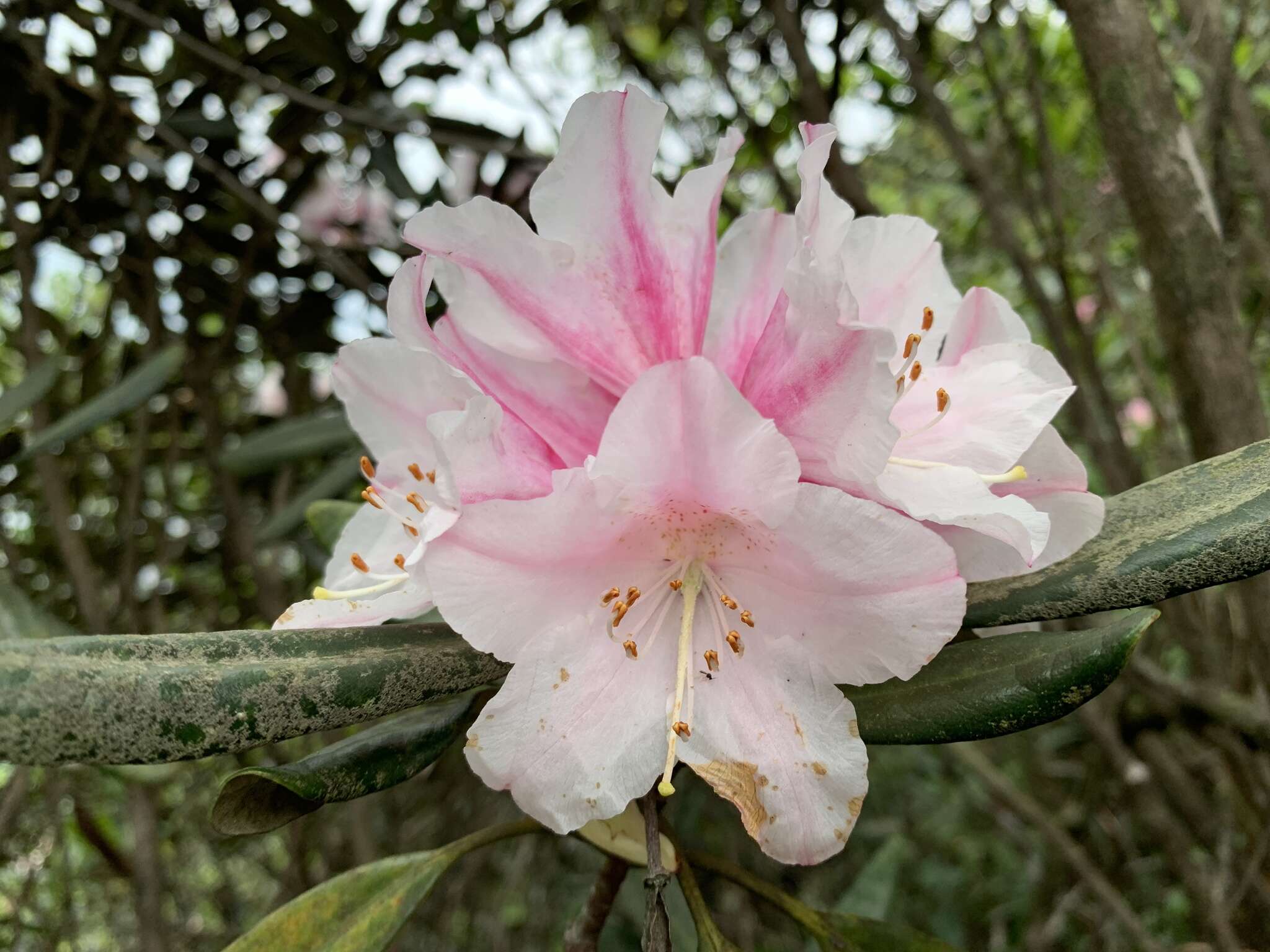 Imagem de Rhododendron simiarum Hance