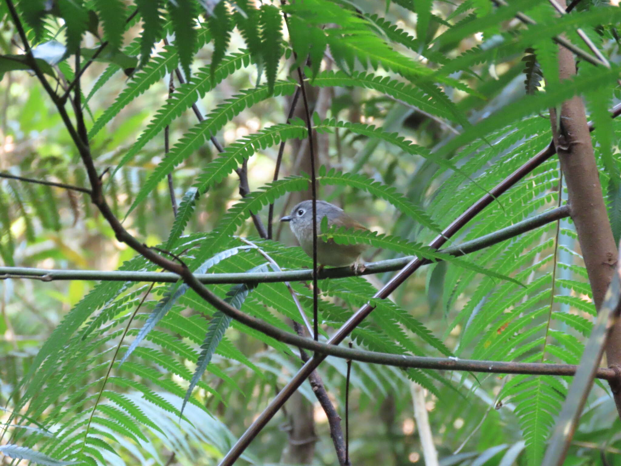 Image of Huet's Fulvetta