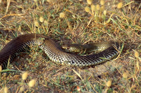 Image of Montpellier Snake