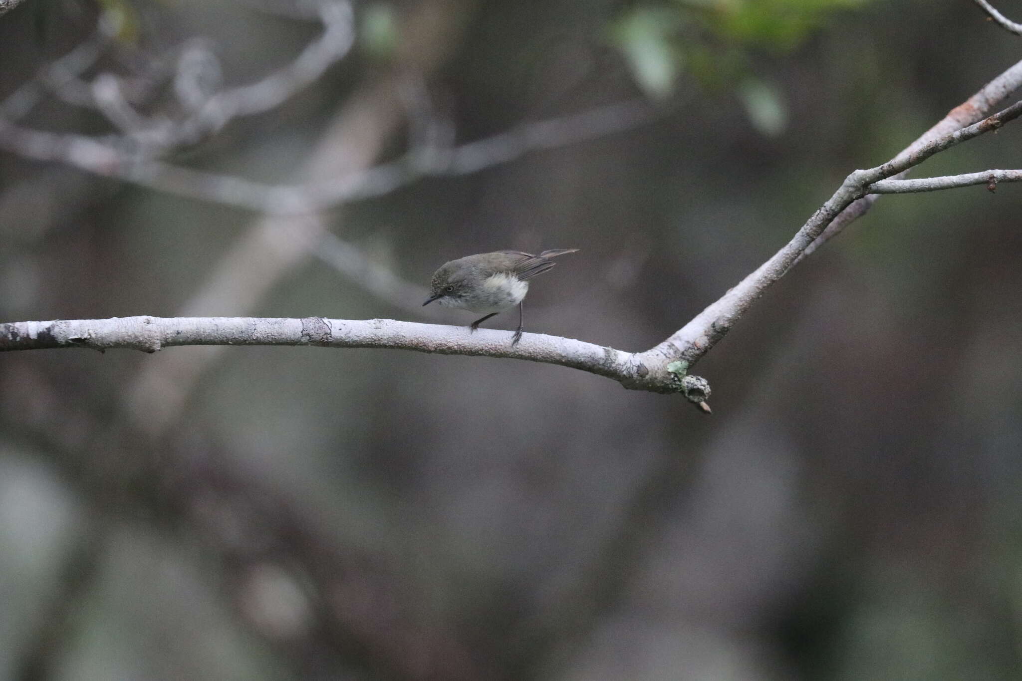 Image of Mountain Thornbill