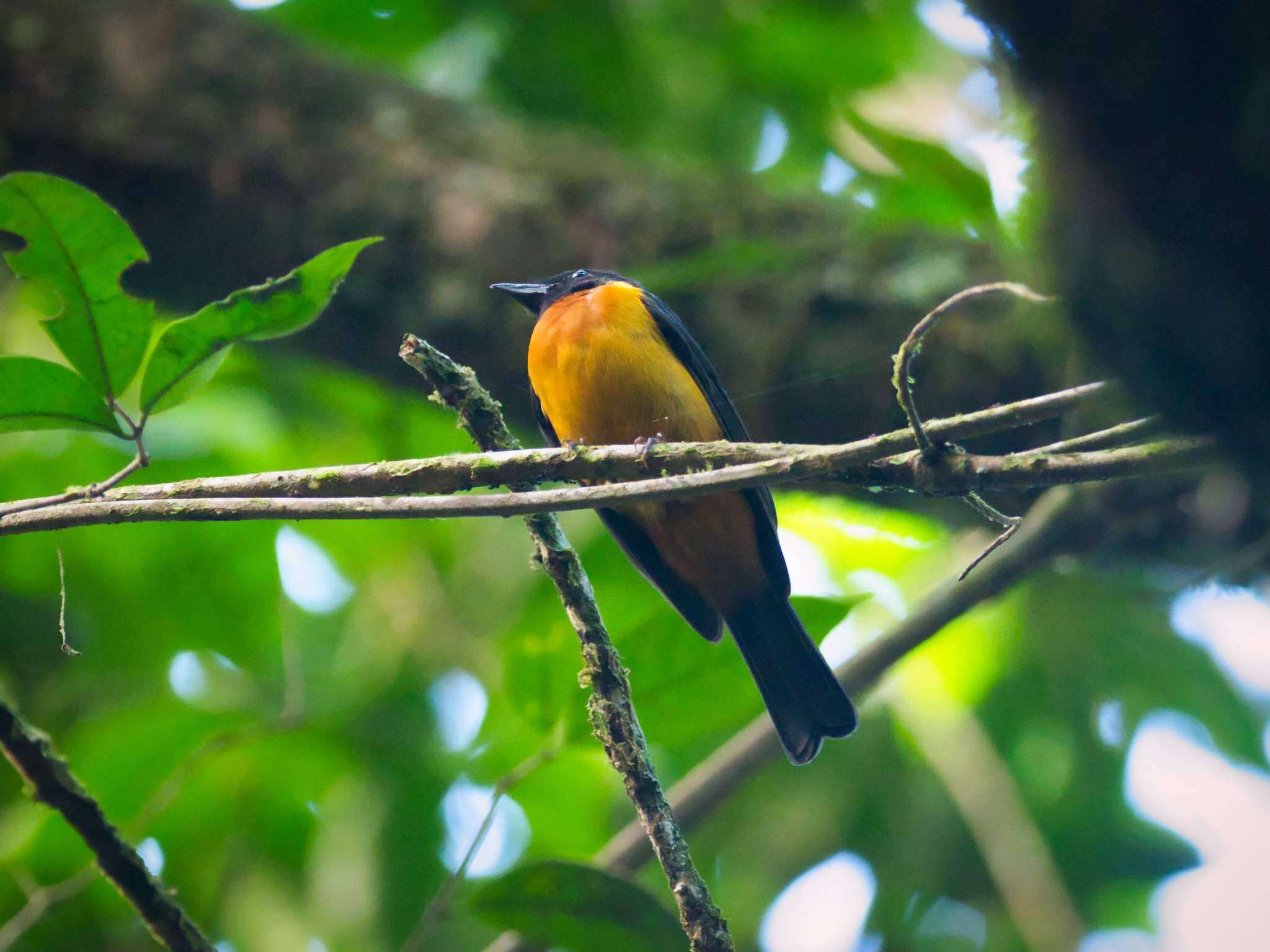 Image of Fulvous Shrike-Tanager