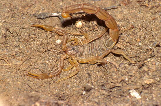 Image of Common yellow scorpion