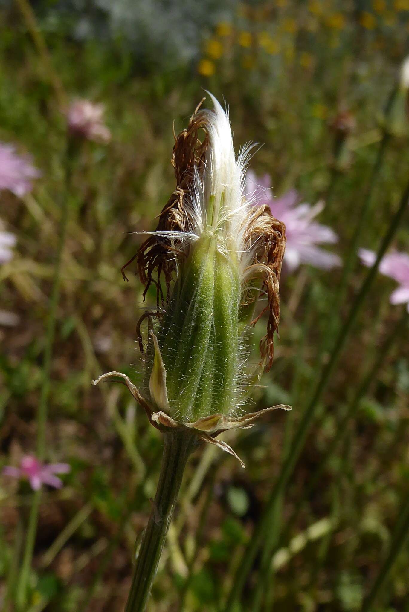 Image of red hawksbeard