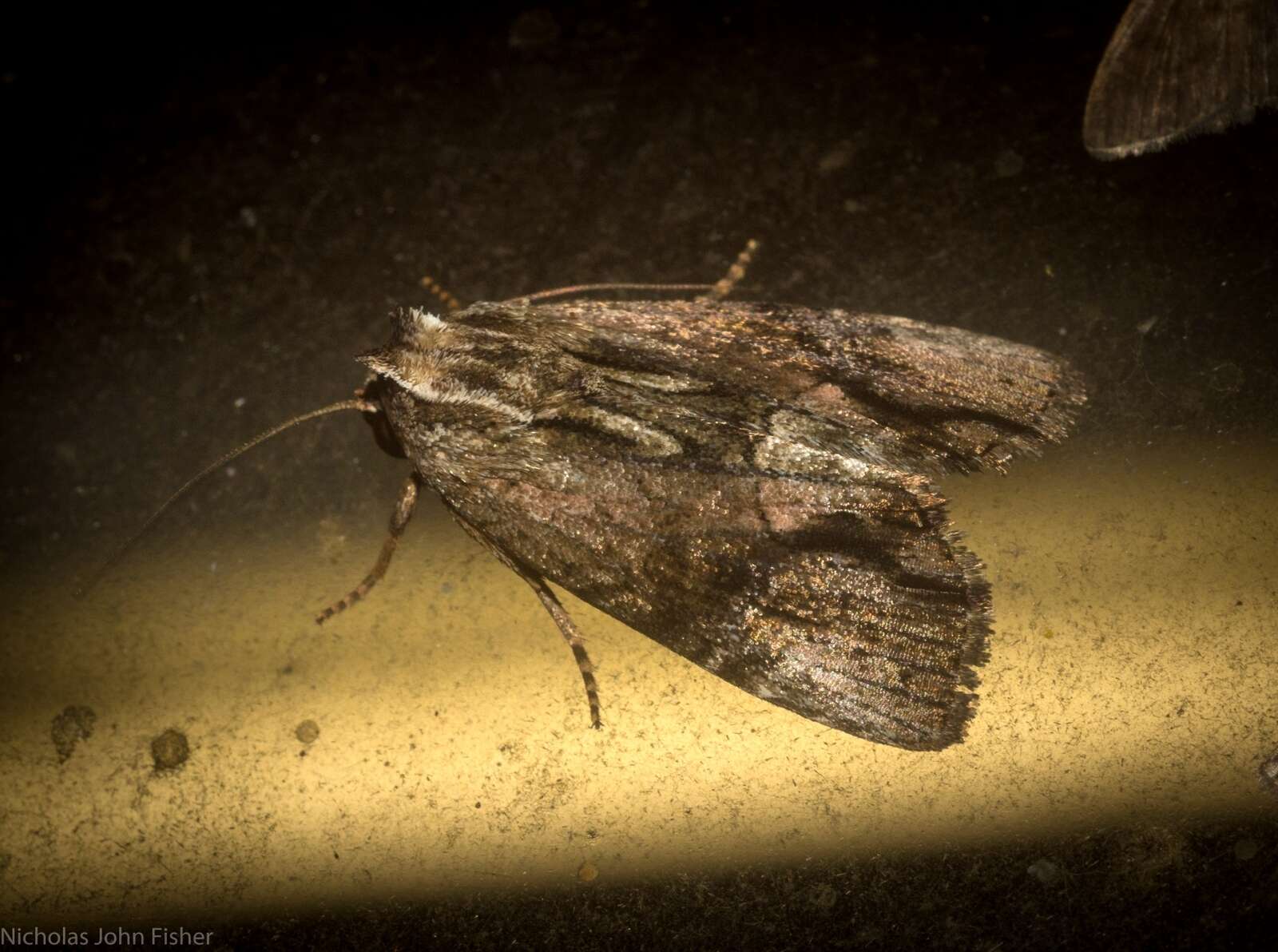 Image of Dipterygina babooni Bethune-Baker 1906