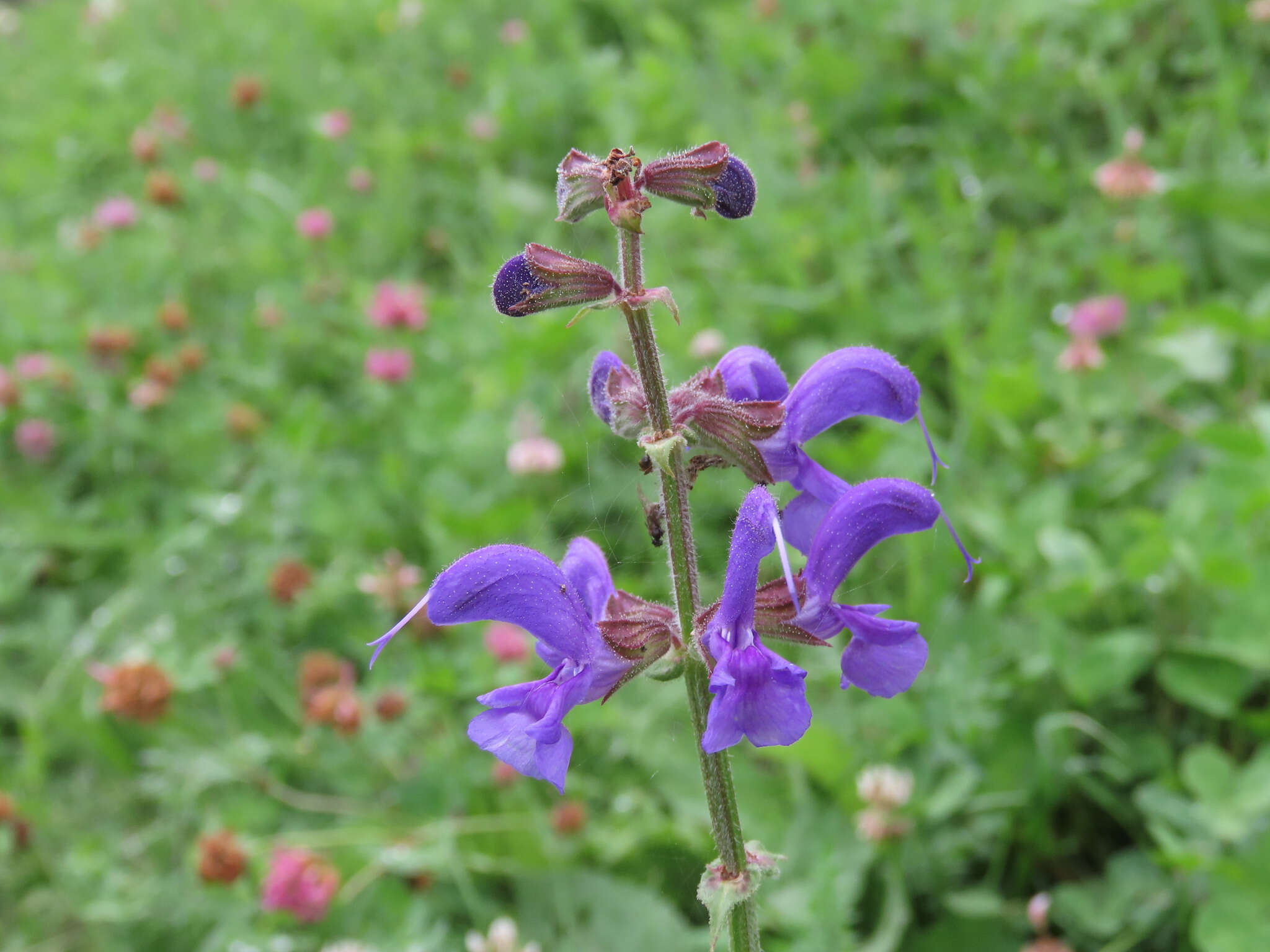 Imagem de Salvia pratensis subsp. pratensis