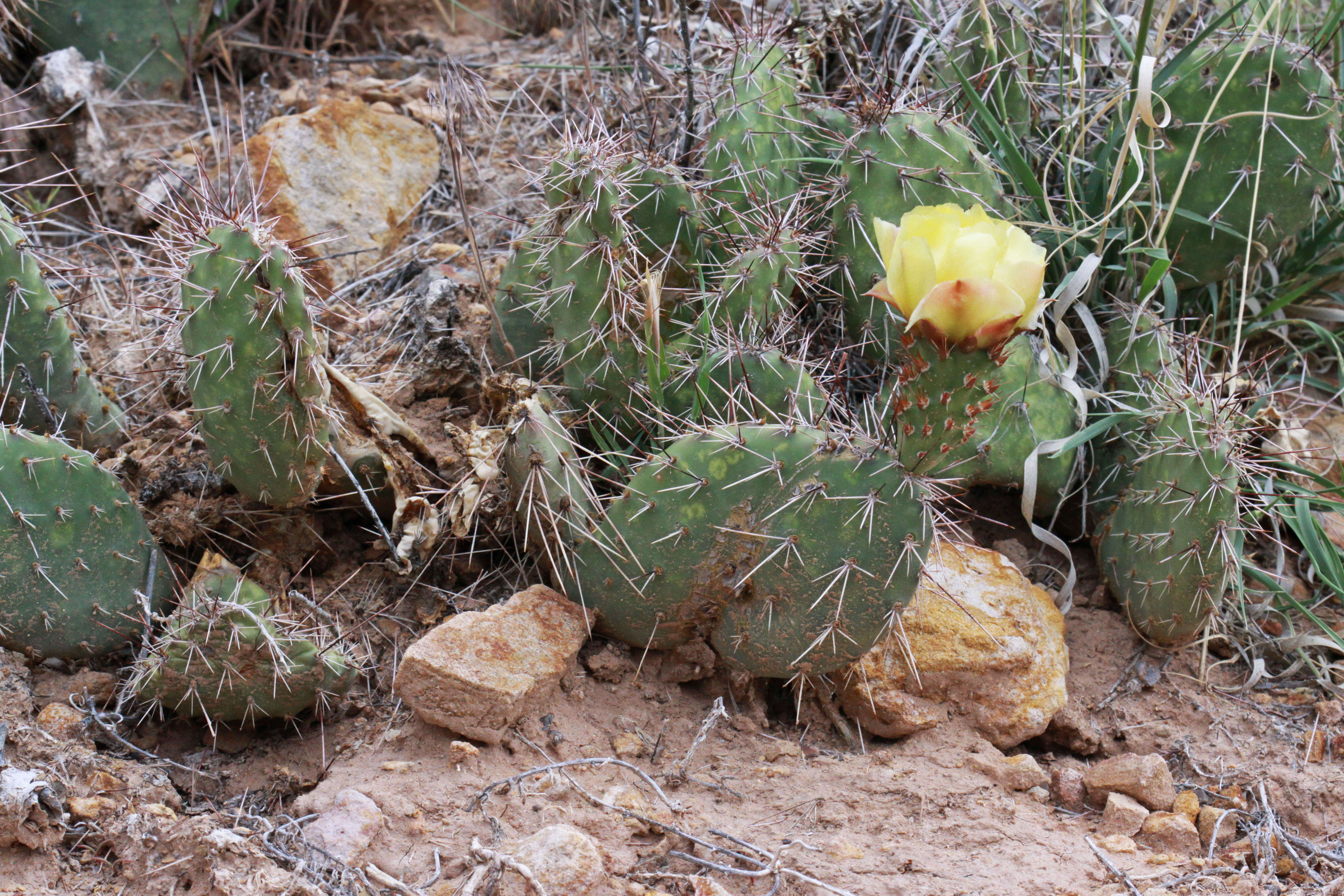 Image of Panhandle Prickly-pear