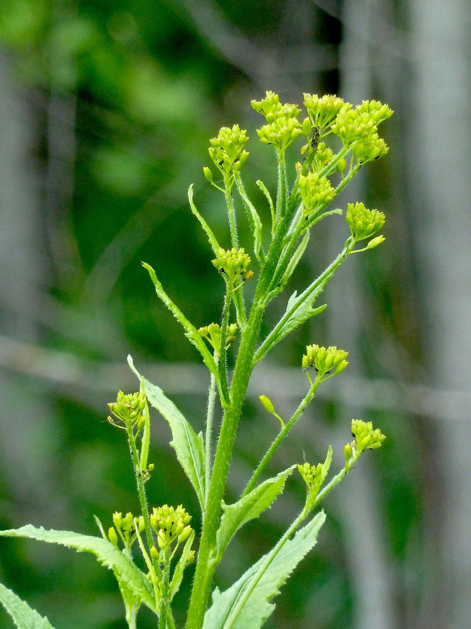 Image of Sisymbrium strictissimum L.