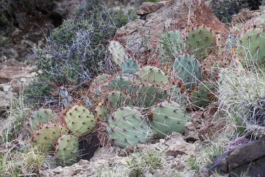 Image of Brownspine Pricklypear