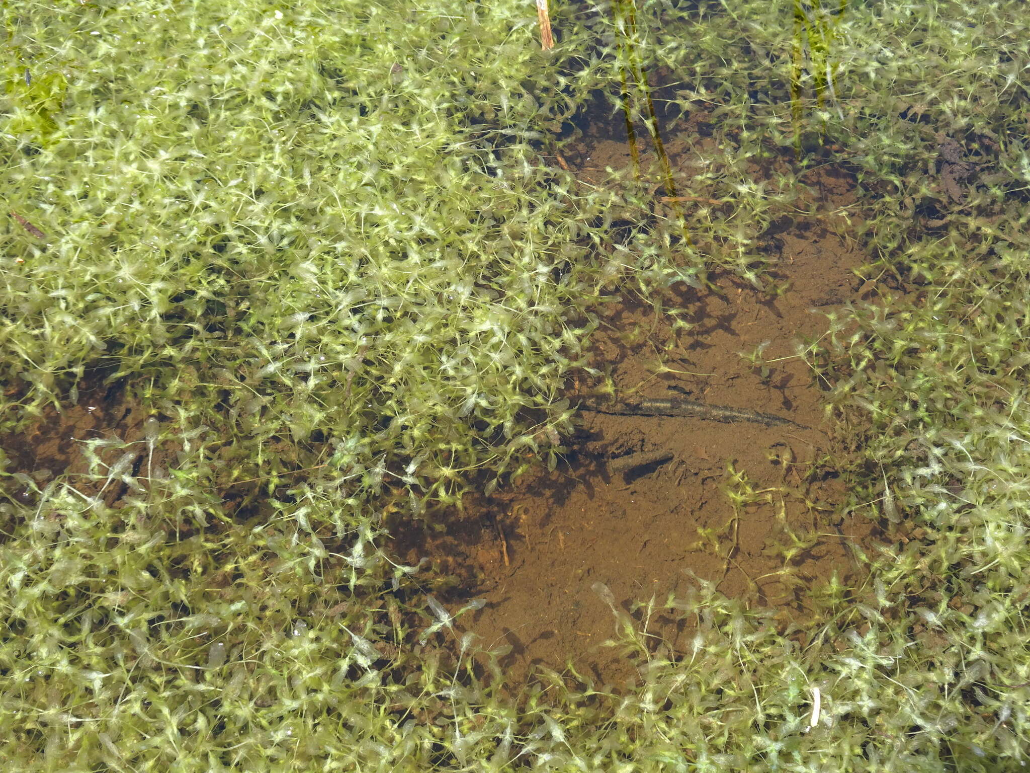 Image of Duckweed