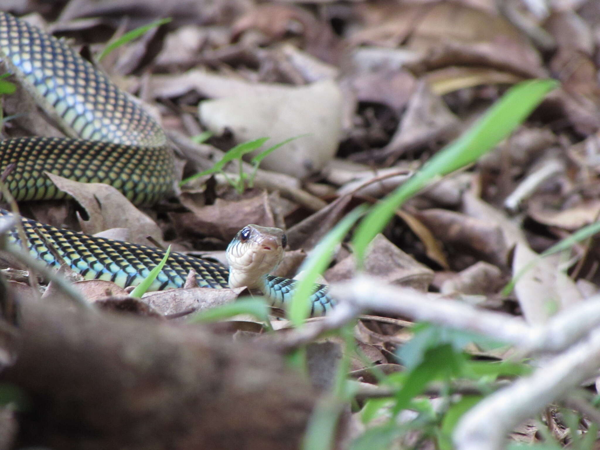 Drymobius margaritiferus margaritiferus (Schlegel 1837)的圖片