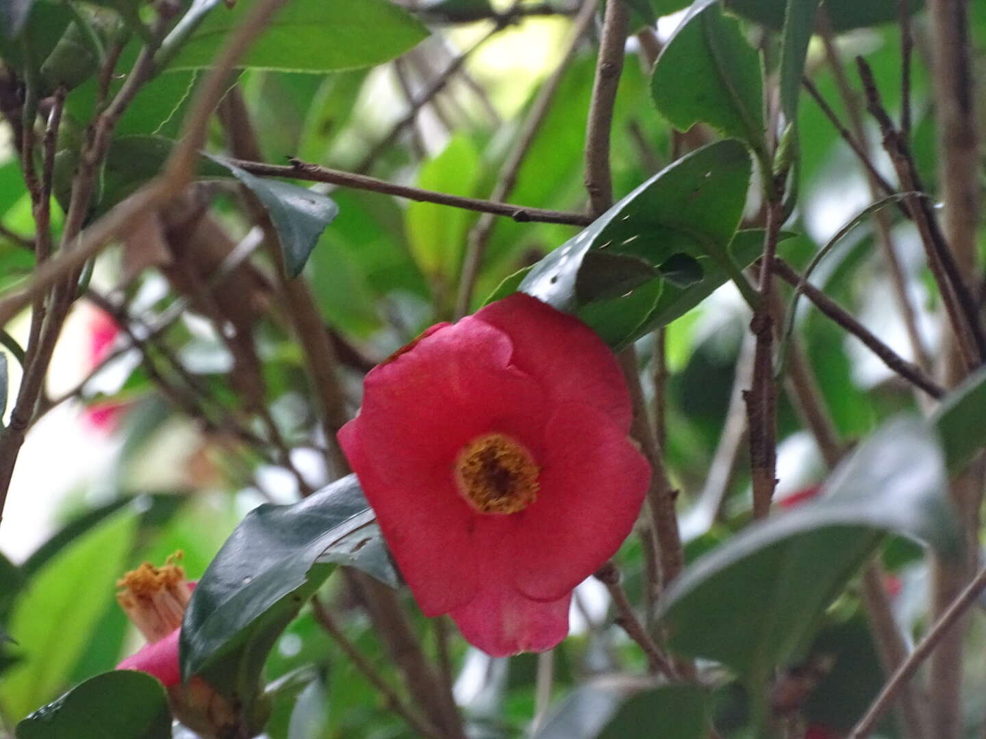 Image of Hong Kong Camellia