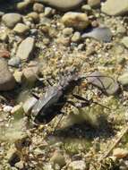 Image of Cicindela (Cicindela) tranquebarica tranquebarica Herbst 1806