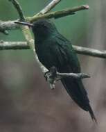 Image of Hispaniolan Emerald