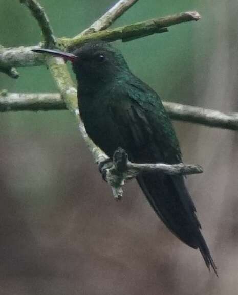 Image of Hispaniolan Emerald