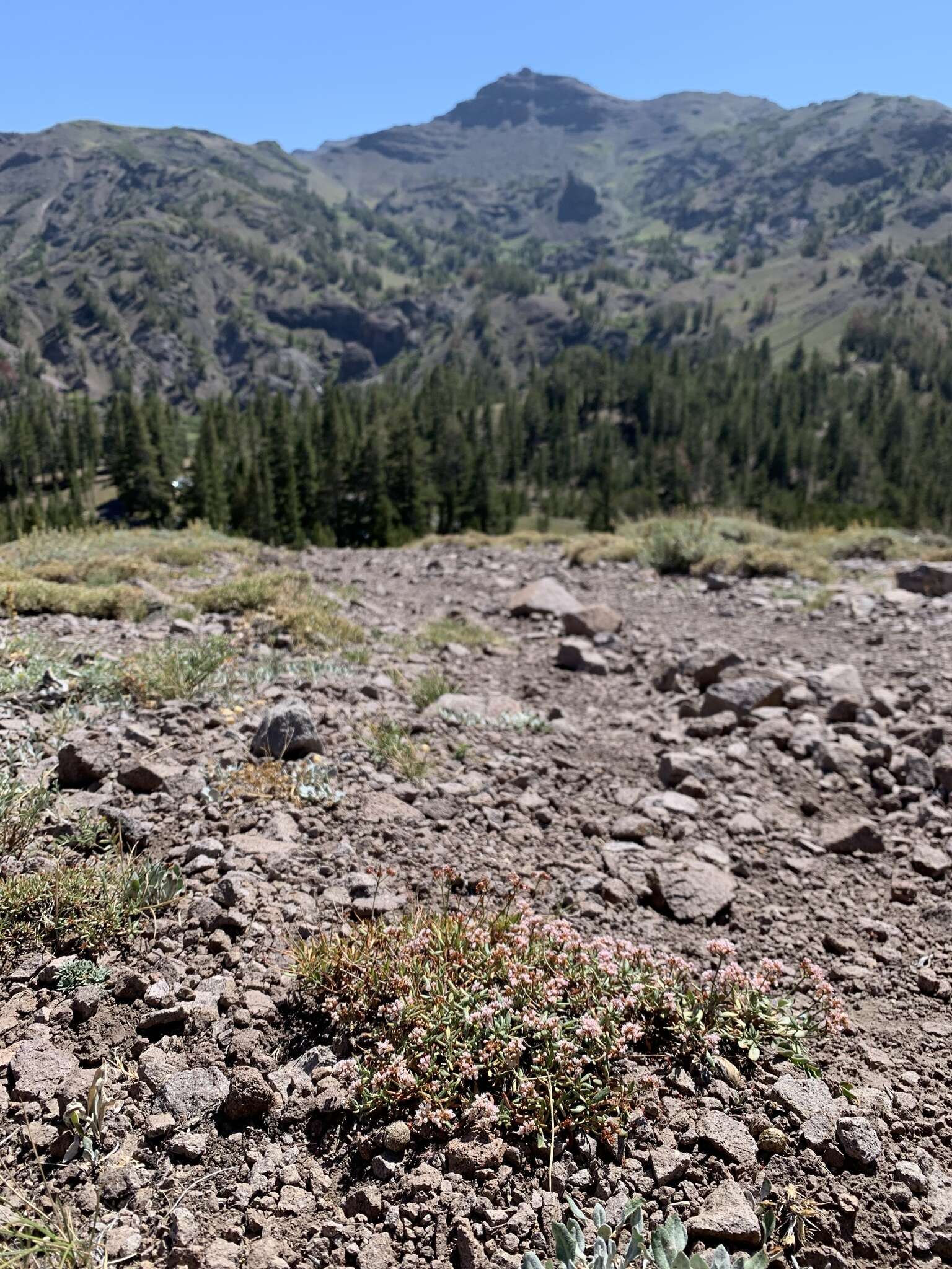 Image of Eriogonum microtheca var. alpinum Reveal