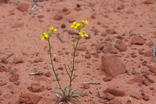 Image of bushy wallflower