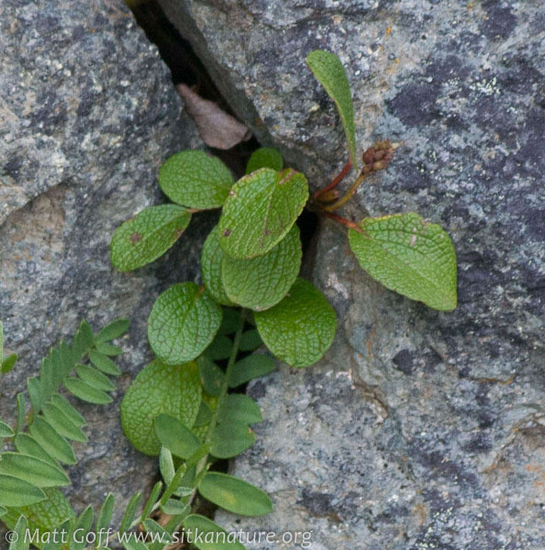 Image of netleaf willow