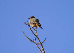 Image of Say's Phoebe