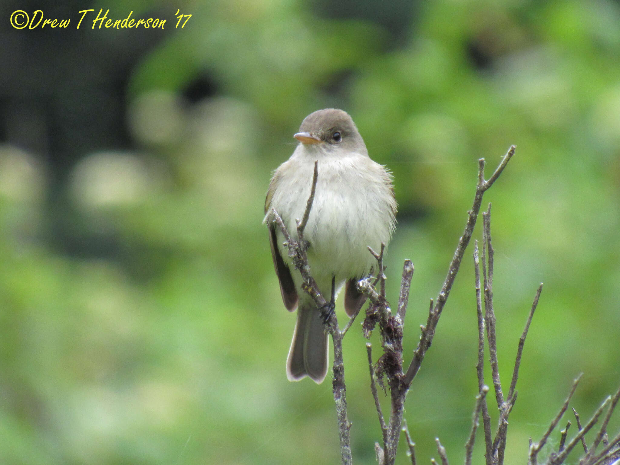 Image of Willow Flycatcher