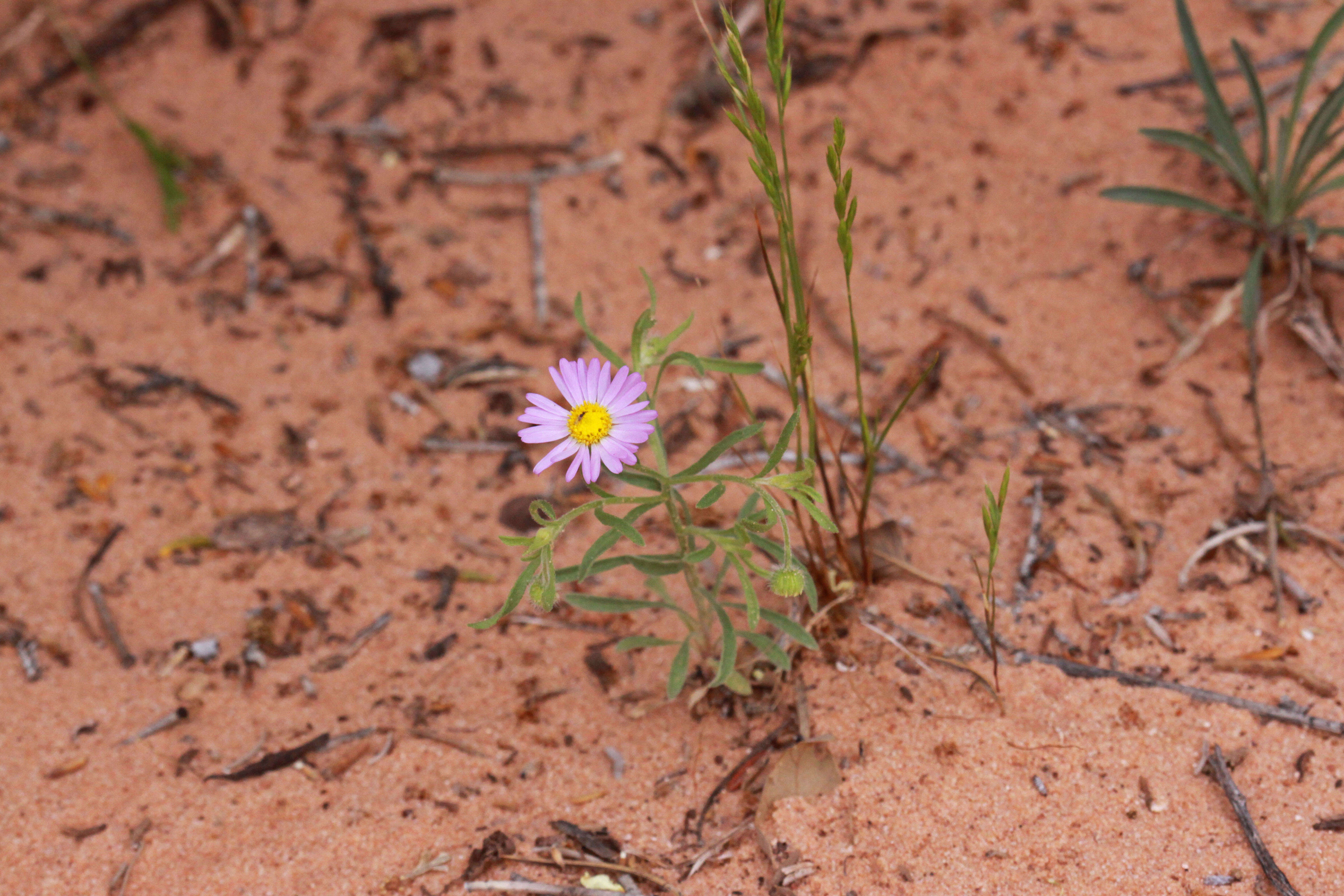 Image of western daisy fleabane