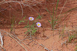 Image of western daisy fleabane