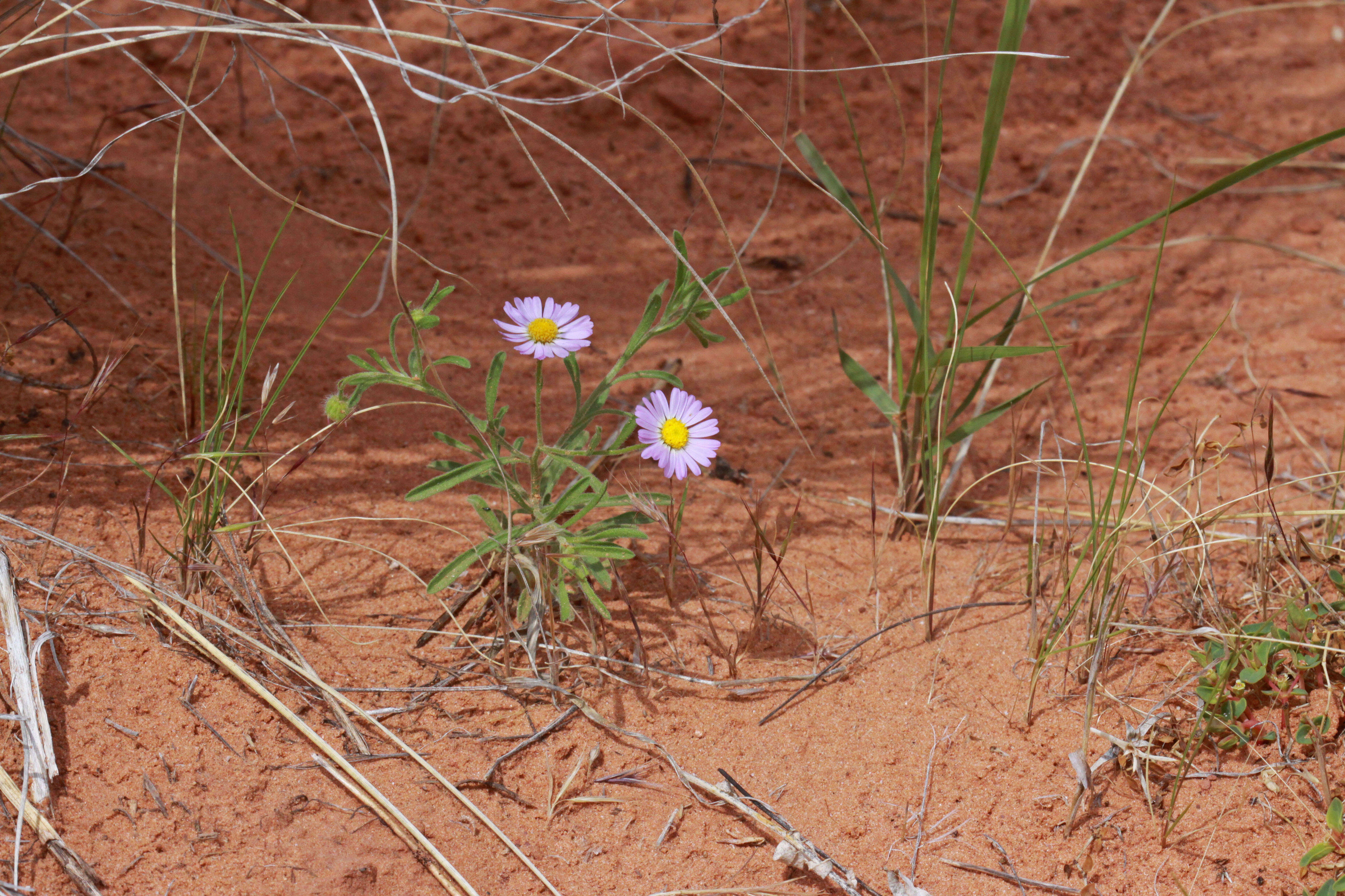 Image of western daisy fleabane