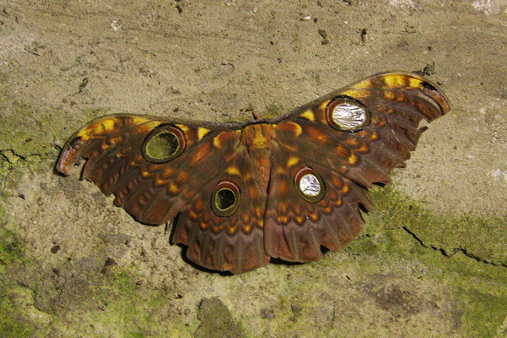 Image of Antheraea larissa (Westwood 1847)