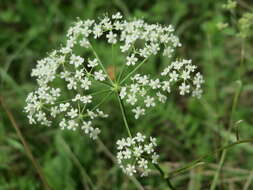 Image of burnet saxifrage