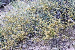 Image of Gray Ephedra