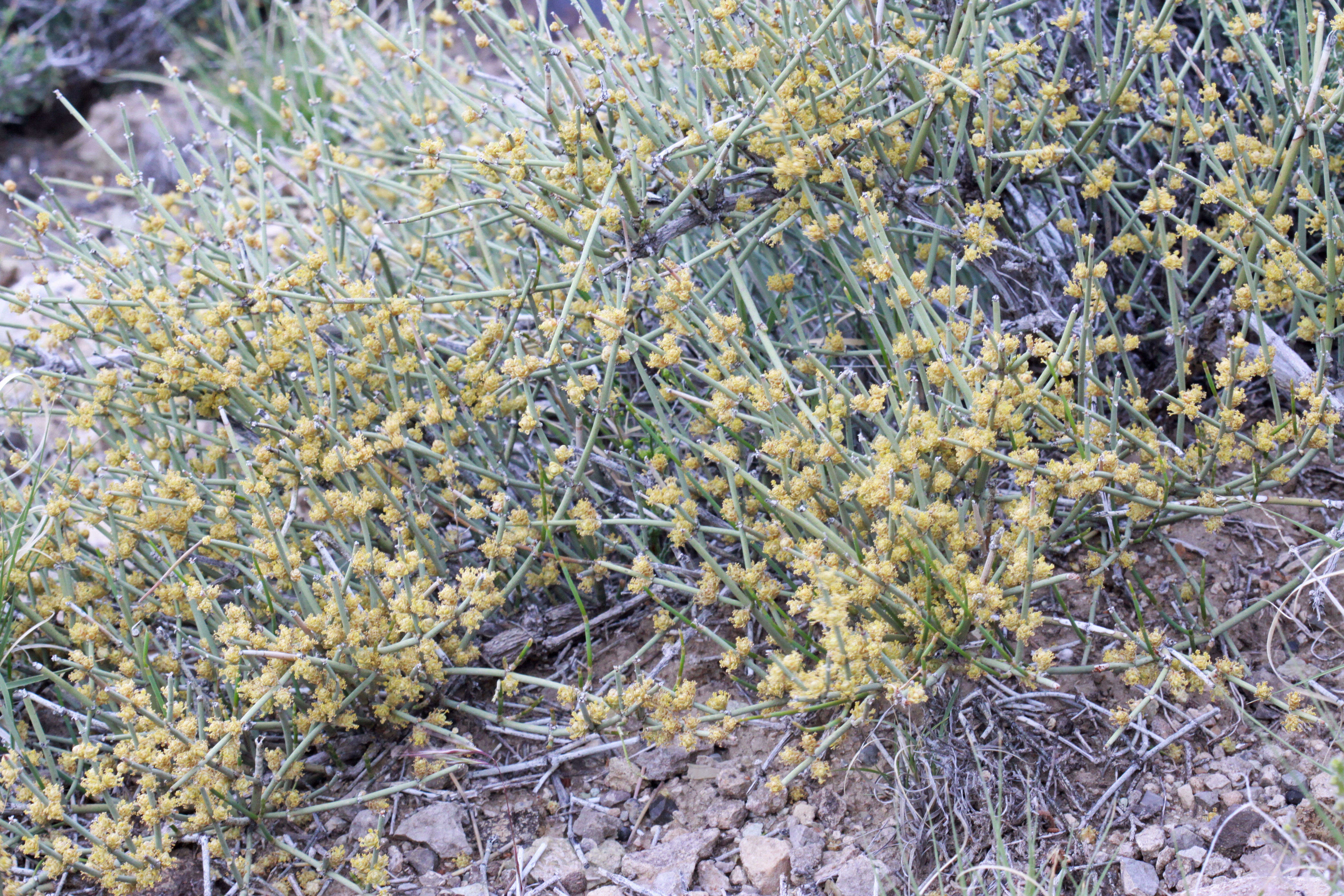 Image of Gray Ephedra