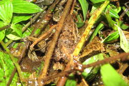 Image of Mascarene Grass Frog