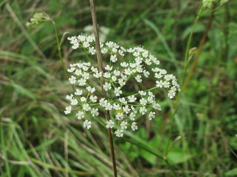 Image of burnet saxifrage