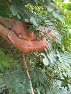 Image of Tasar Silkmoth