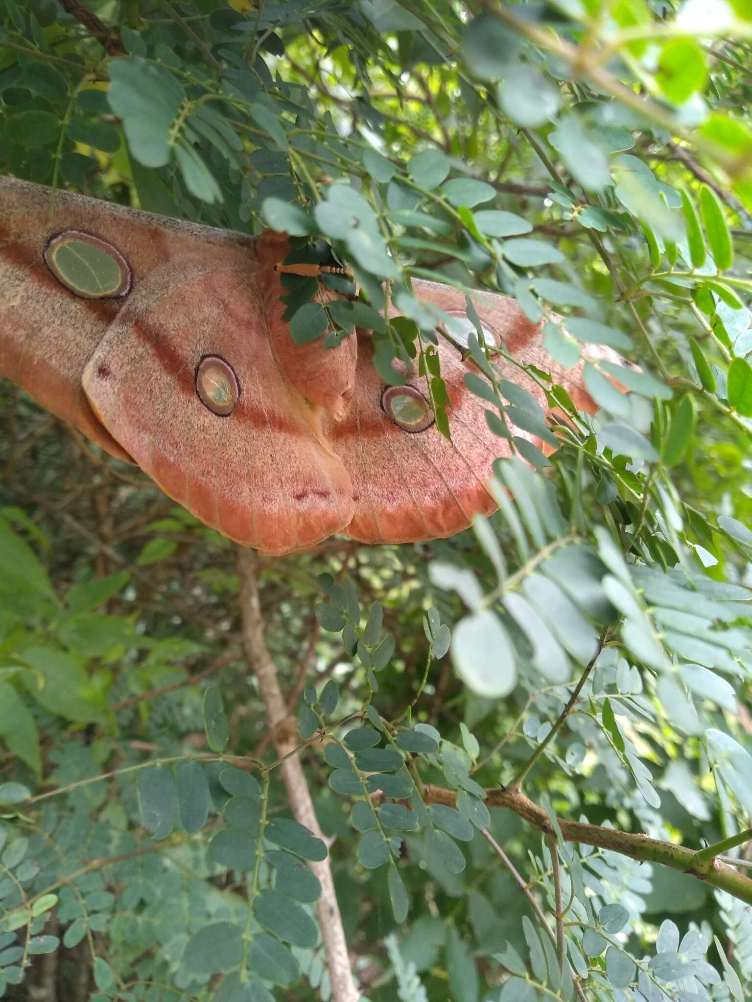 Image of Tasar Silk Moth