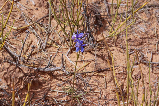 Image of twolobe larkspur