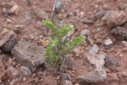 صورة Cryptantha crassisepala (Torr. & Gray) Greene