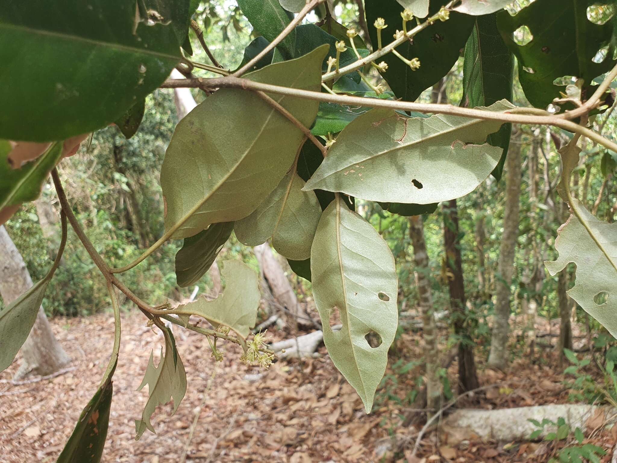 Imagem de Croton insularis Baill.