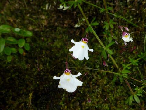 Image of Utricularia brachiata (R. Wight) Oliv.