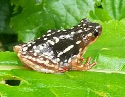 Image of Common Reed Frog