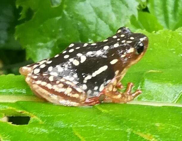 Image of Common Reed Frog