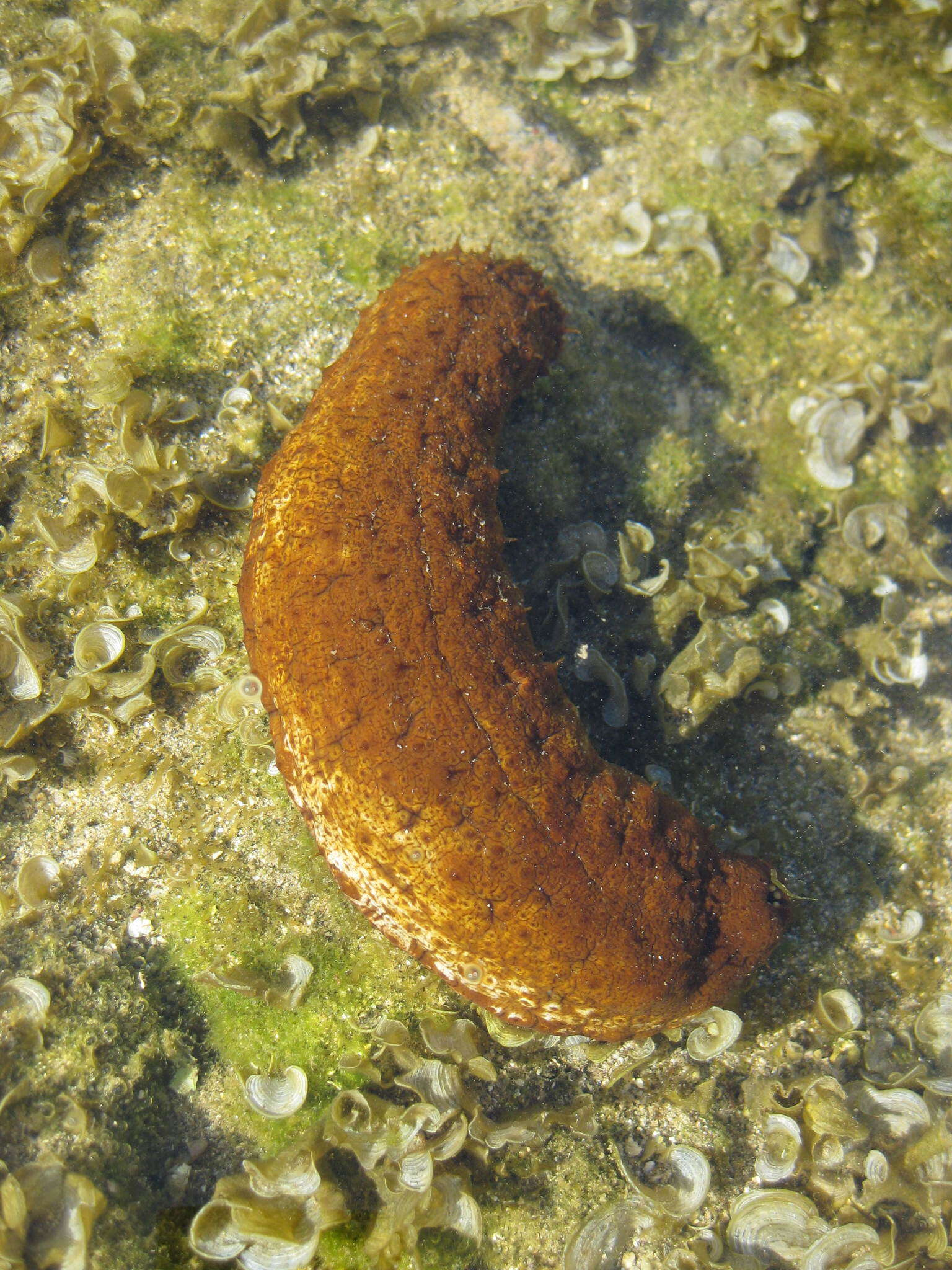 Image de Actinopyga mauritiana (Quoy & Gaimard 1834)