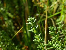 Image of Junellia succulentifolia (Kuntze) Moldenke