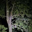 Image of Seychelles Scops Owl