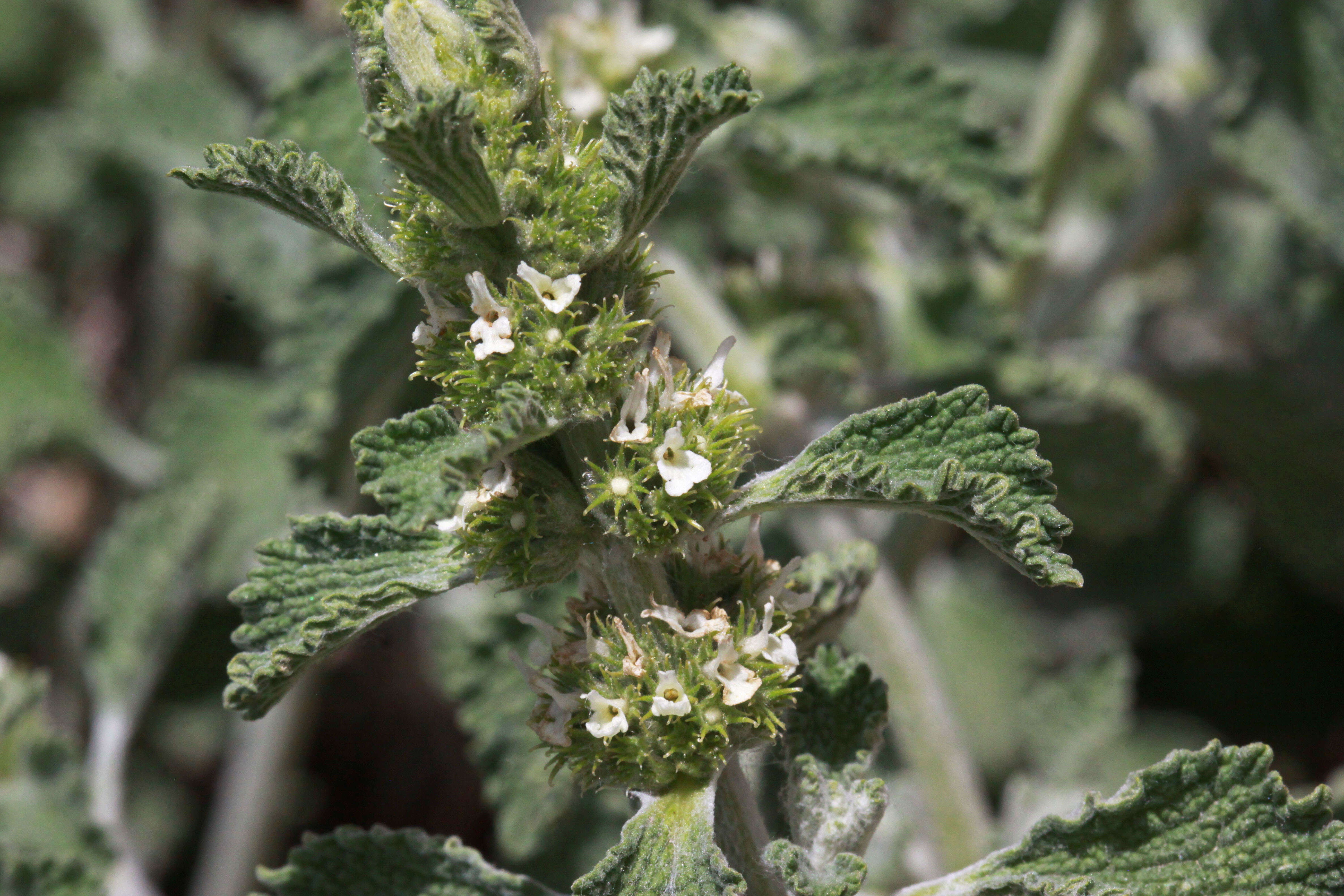 Image of horehound