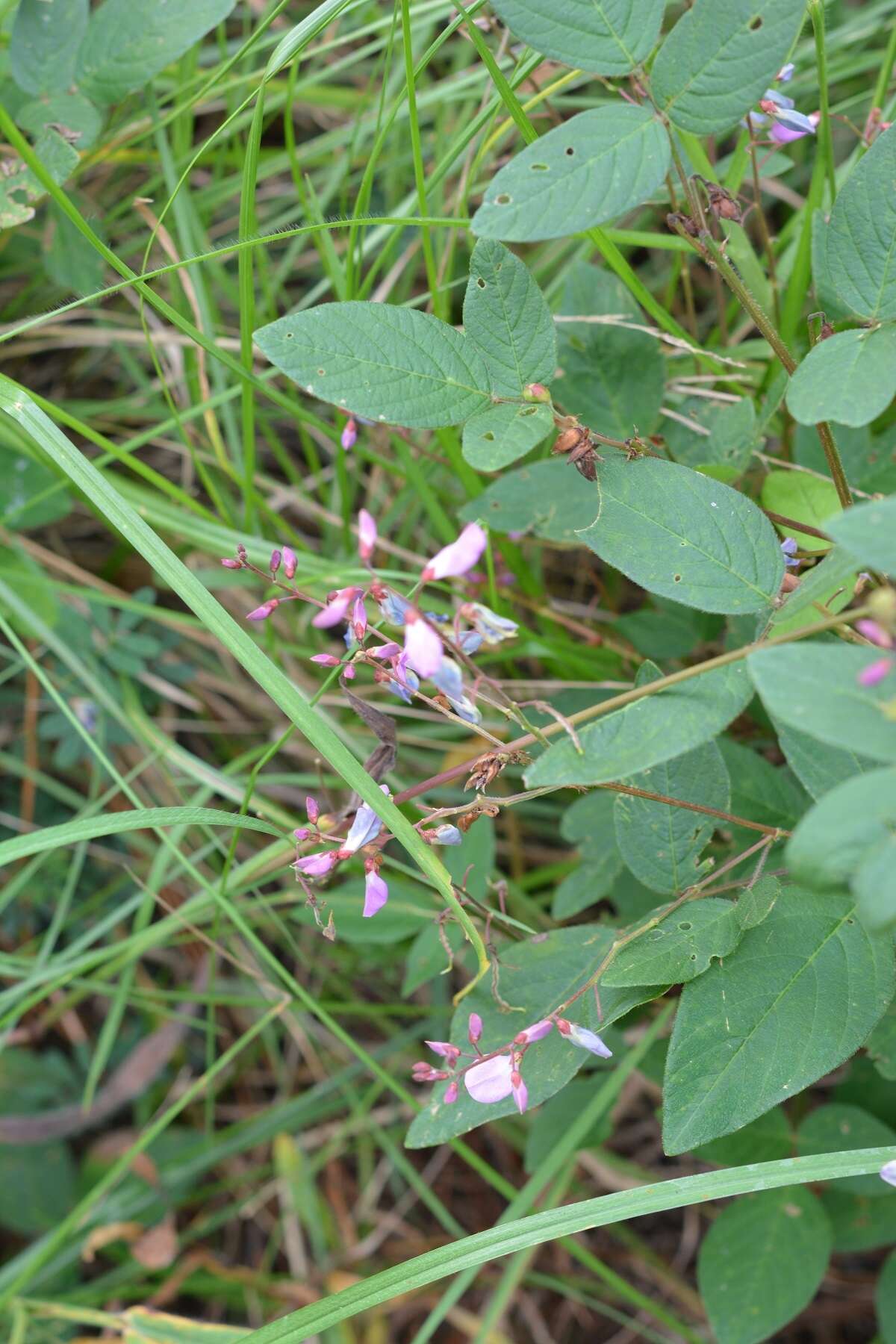 Plancia ëd Desmodium pringlei S. Watson