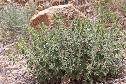 Image of horehound